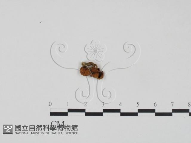 登錄號:F0012537藏品圖，第1張