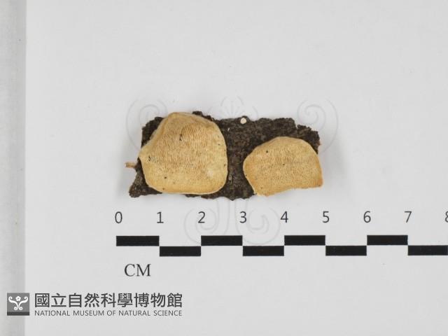 登錄號:F0032537藏品圖，第1張