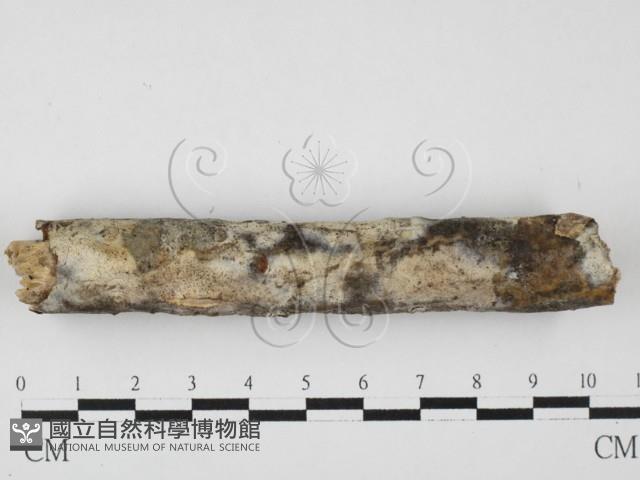 登錄號:F0027537藏品圖，第1張