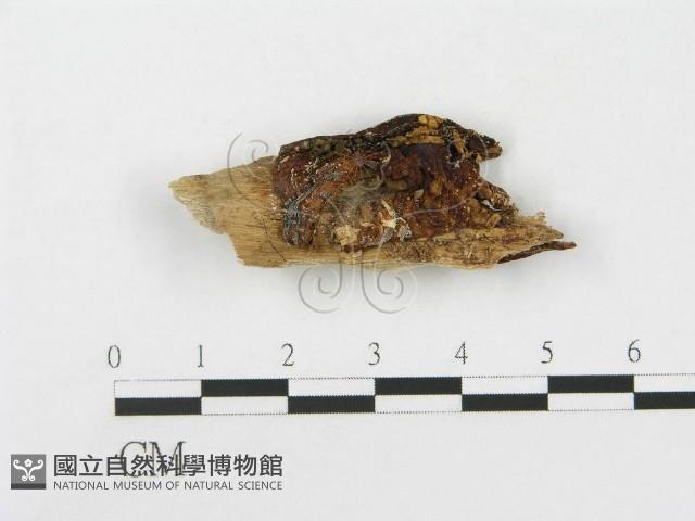 登錄號:F0007537藏品圖，第1張