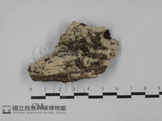 登錄號:F0025537藏品圖，第1張