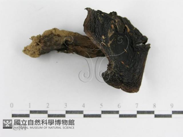 登錄號:F0005537藏品圖，第1張