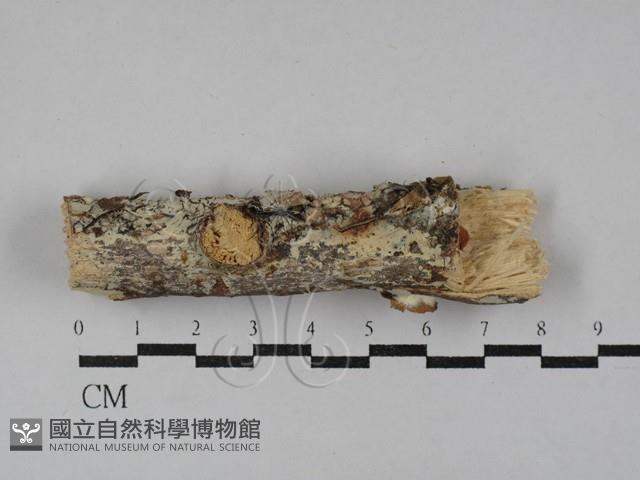 登錄號:F0029537藏品圖，第1張