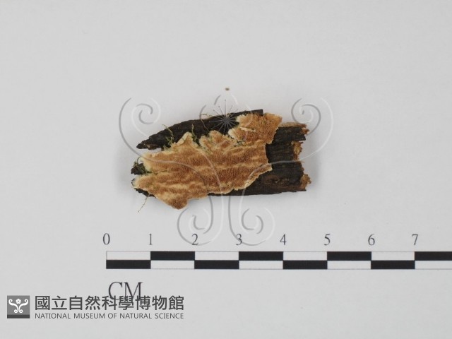 登錄號:F0009537藏品圖，第1張