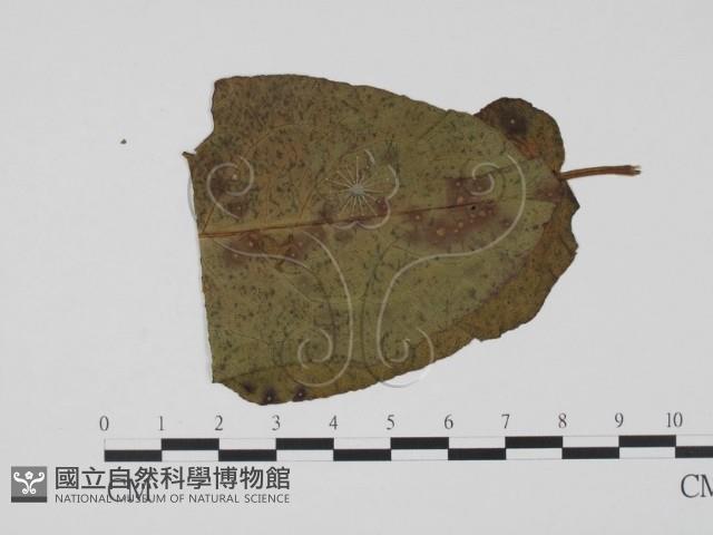 登錄號:F0019537藏品圖，第1張