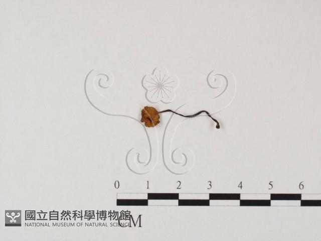 登錄號:F0023537藏品圖，第1張