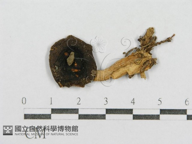紅菇屬藏品圖，第1張