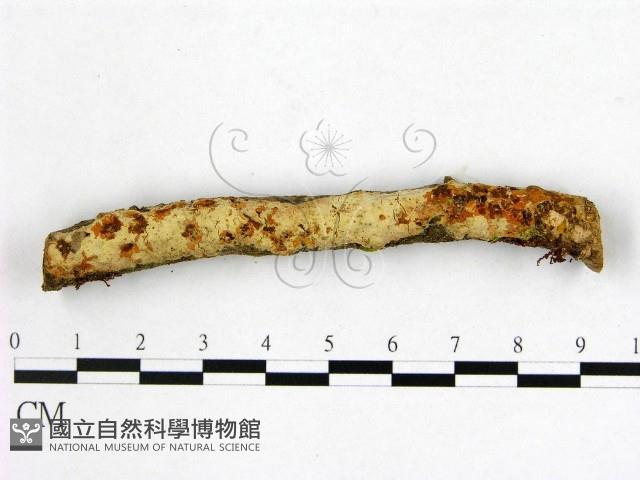 登錄號:F0013537藏品圖，第1張