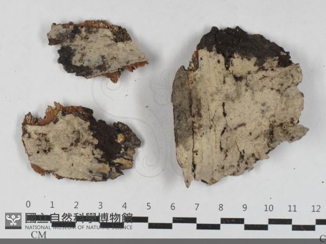 登錄號:F0033537藏品圖，第1張