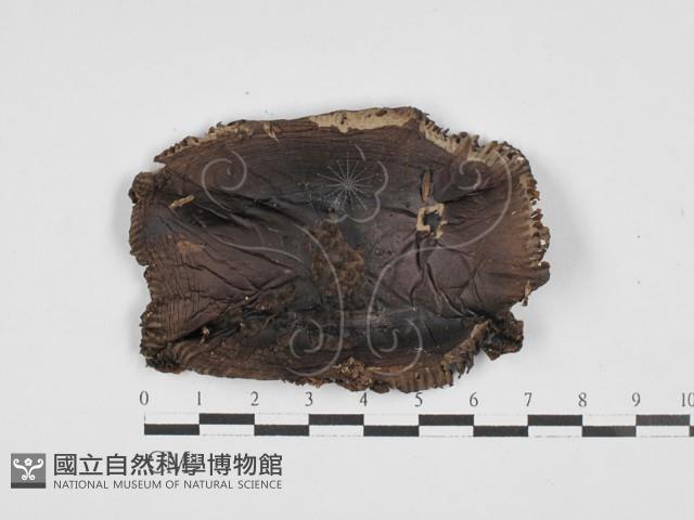登錄號:F0028137藏品圖，第1張