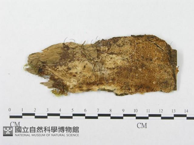 登錄號:F0008137藏品圖，第1張