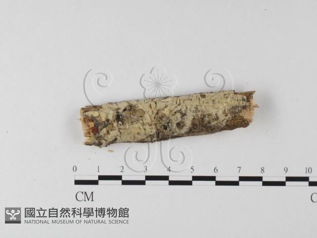 登錄號:F0020137藏品圖，第1張