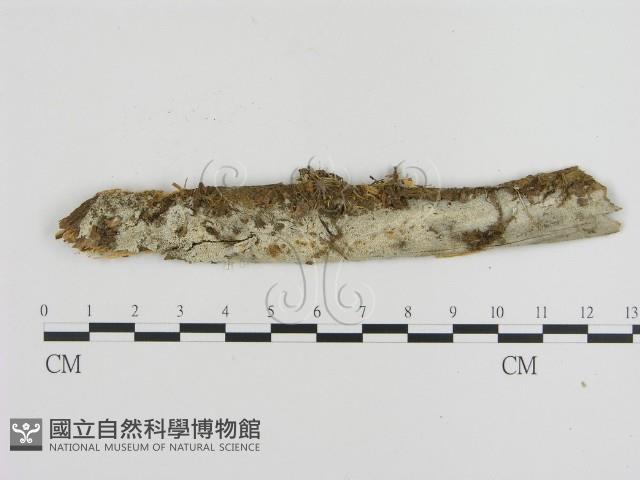 登錄號:F0000137藏品圖，第1張
