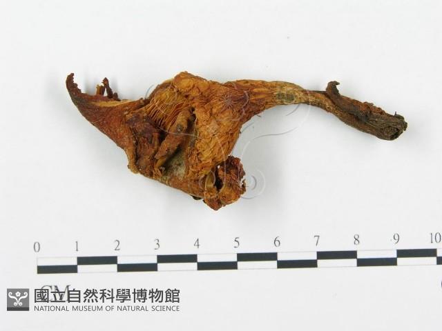 杯傘屬藏品圖，第1張