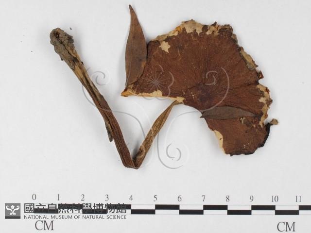 登錄號:F0026137藏品圖，第1張