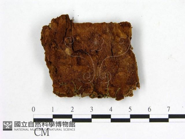 登錄號:F0006137藏品圖，第1張