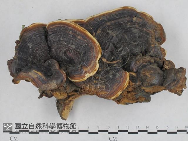 登錄號:F0016137藏品圖，第1張