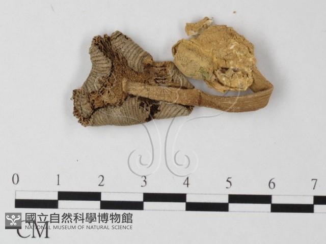 登錄號:F0011137藏品圖，第1張