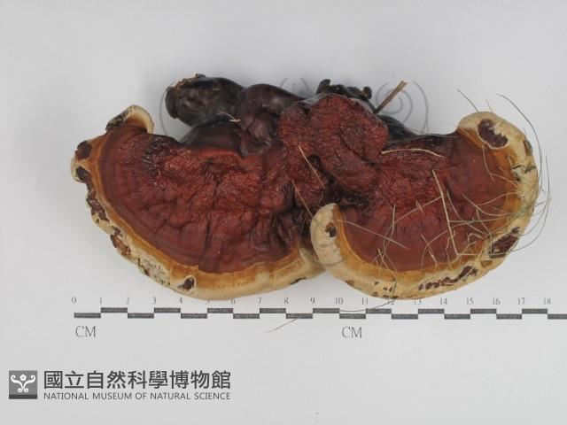 重傘靈芝藏品圖，第1張