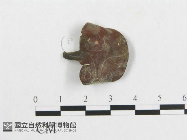 多孔菌屬藏品圖，第1張
