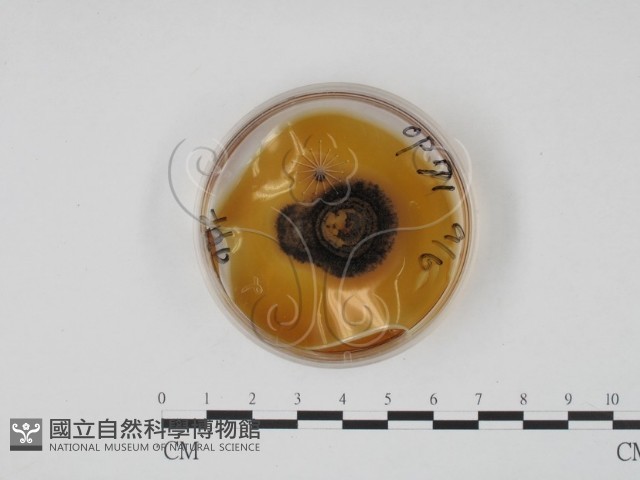 登錄號:F0022137藏品圖，第1張