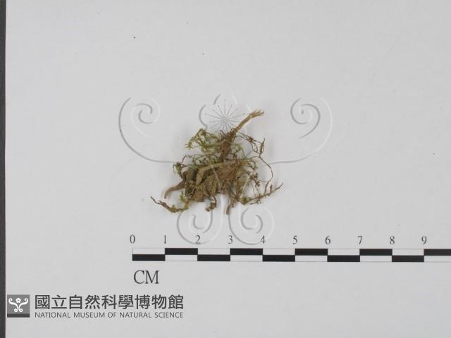 登錄號:F0002137藏品圖，第1張