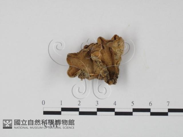 韌革菌屬藏品圖，第1張