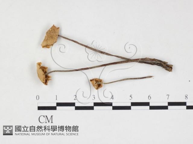 登錄號:F0027137藏品圖，第1張