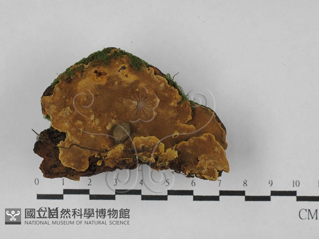 木層孔菌屬藏品圖，第1張