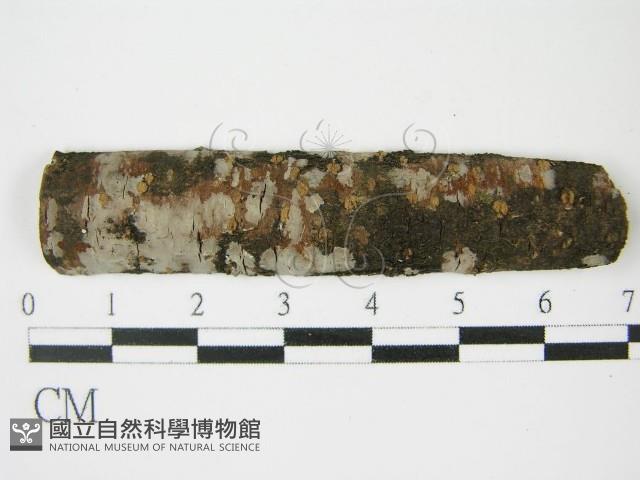 登錄號:F0009137藏品圖，第1張