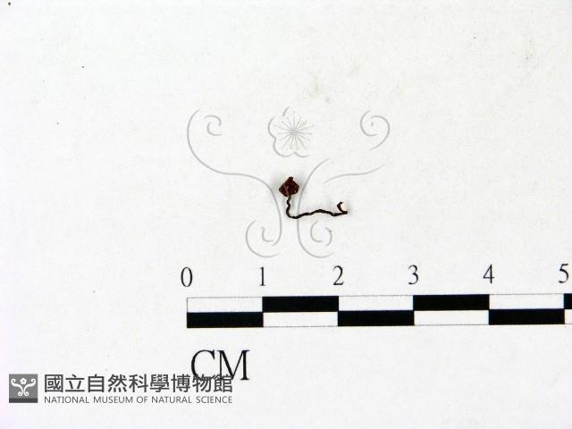 登錄號:F0023137藏品圖，第1張