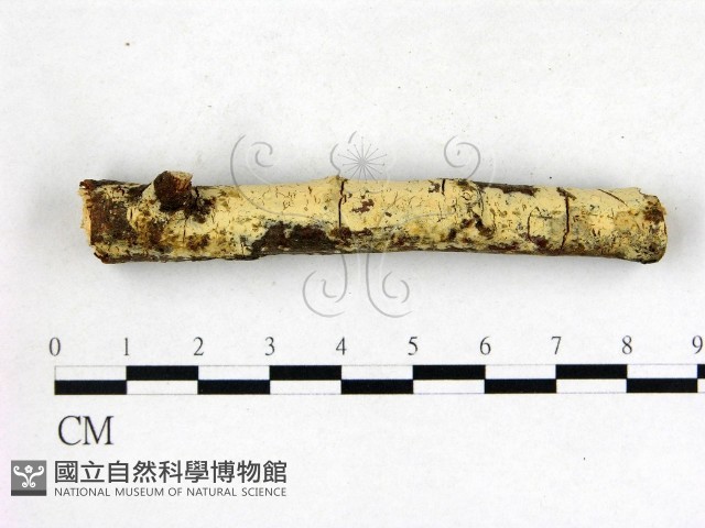 登錄號:F0003137藏品圖，第3張