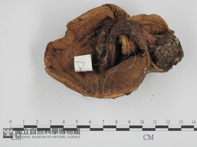 登錄號:F0013137藏品圖，第1張