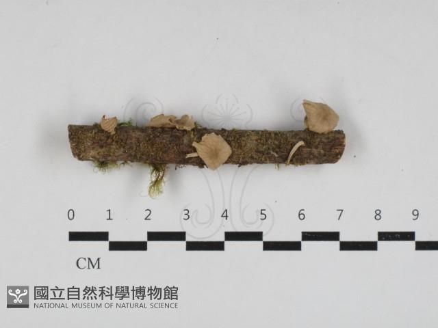 登錄號:F0033137藏品圖，第1張