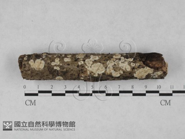 齒耳菌屬藏品圖，第1張
