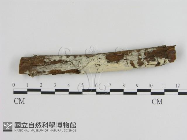 冇骨消絲齒菌藏品圖，第1張