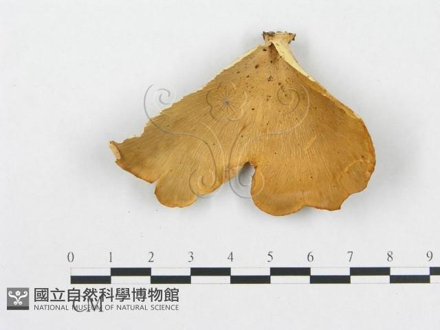 多孔菌屬藏品圖，第1張