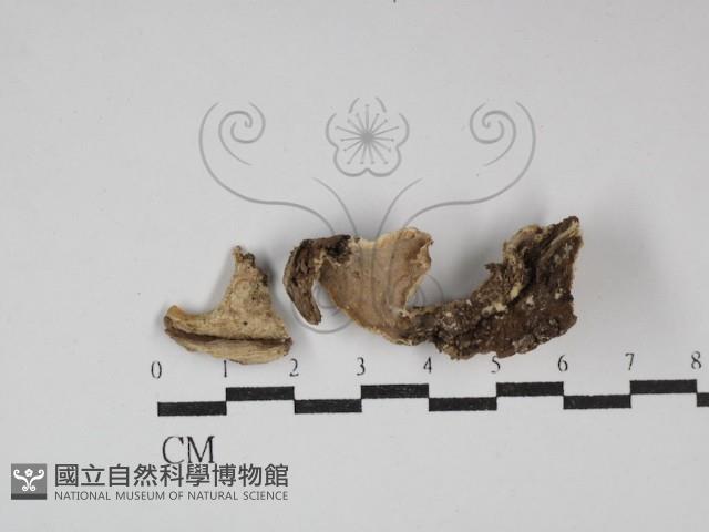 硬孔菌屬藏品圖，第1張