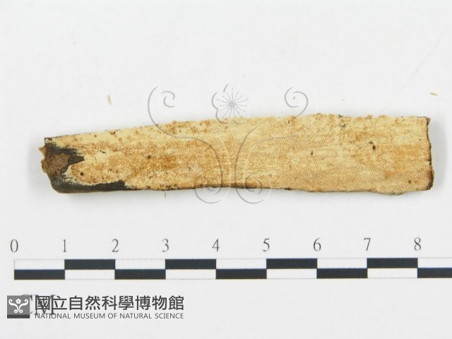 登錄號:F0006037藏品圖，第1張