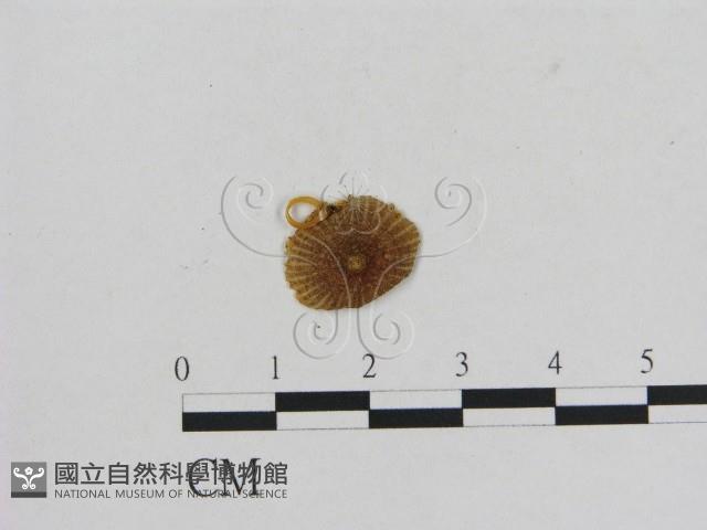 小菇屬藏品圖，第1張