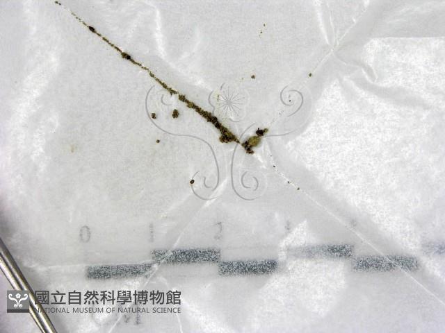 登錄號:F0021037藏品圖，第1張