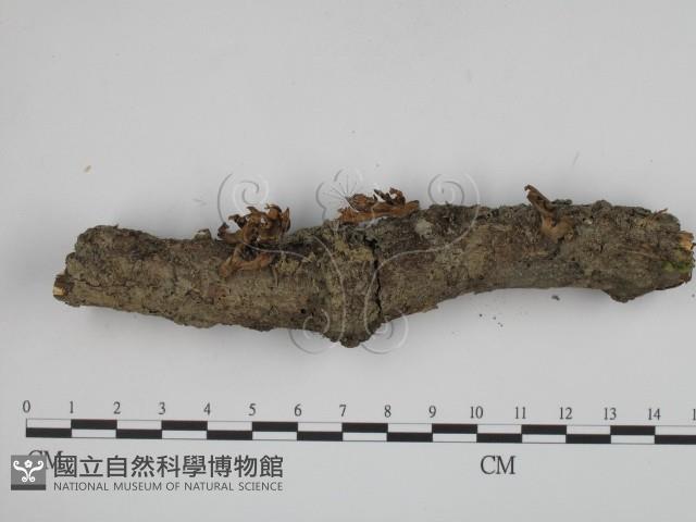 登錄號:F0001037藏品圖，第1張