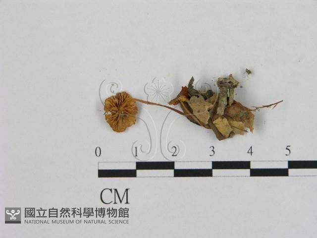小皮傘屬藏品圖，第1張