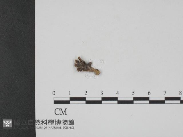 登錄號:F0004037藏品圖，第1張