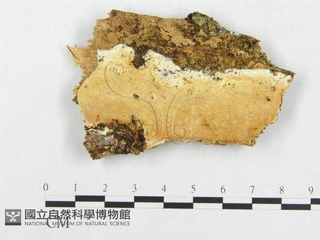 登錄號:F0014037藏品圖，第1張