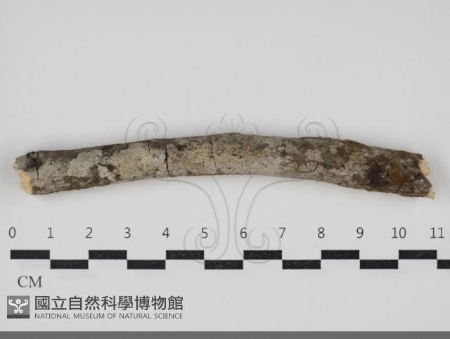 登錄號:F0034037藏品圖，第1張