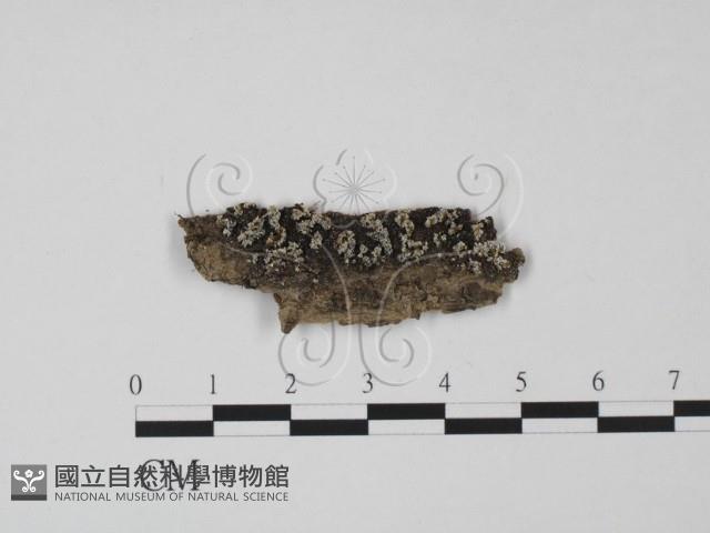 登錄號:F0022037藏品圖，第1張