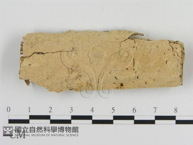 登錄號:F0012037藏品圖，第1張