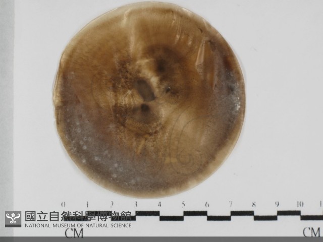 登錄號:F0032037藏品圖，第1張