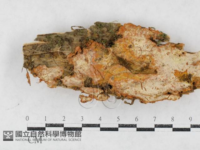 登錄號:F0027037藏品圖，第1張